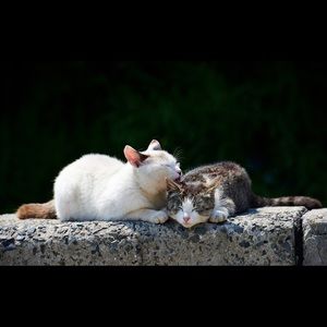 Meet your Posher, Anibal